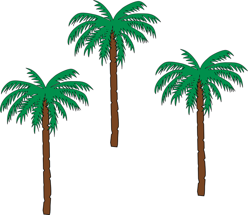 vector graphic palm trees date palm botany #32191