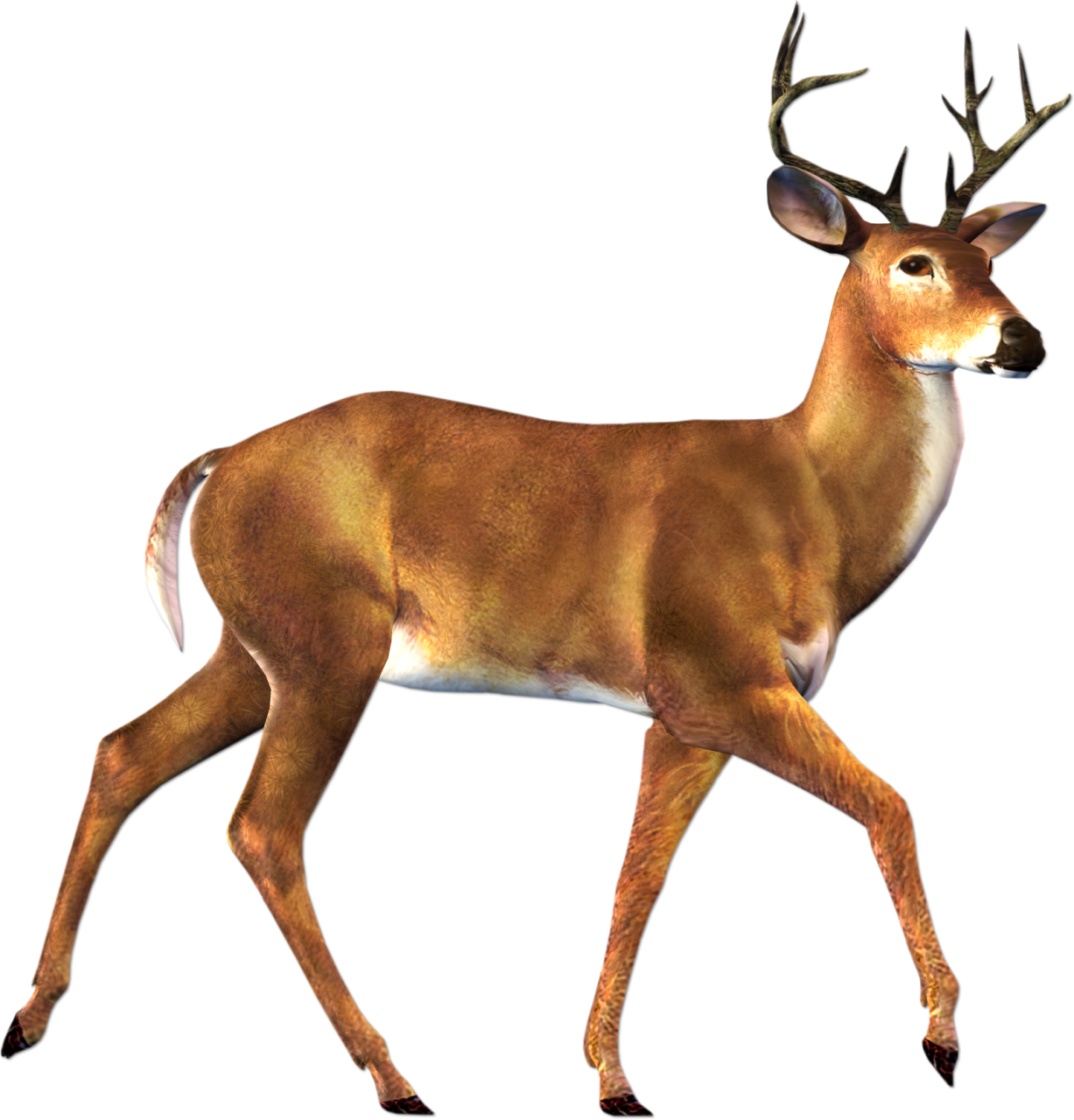 buck clipart cute deer pencil and color buck clipart #22294