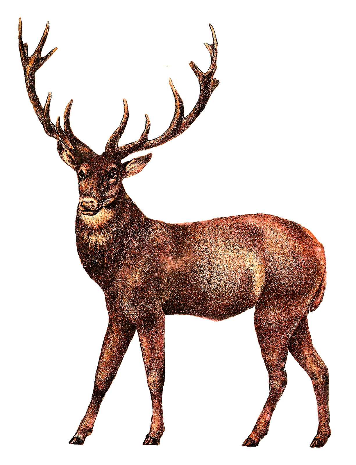 deer, antique images antique illustrations animal digital clip