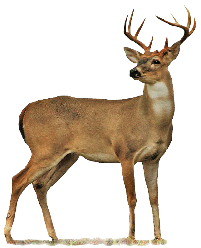 deer, buck clipart transparent pencil and color buck #22292