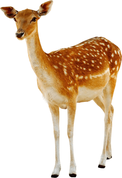 deer female transparent png stickpng #22326