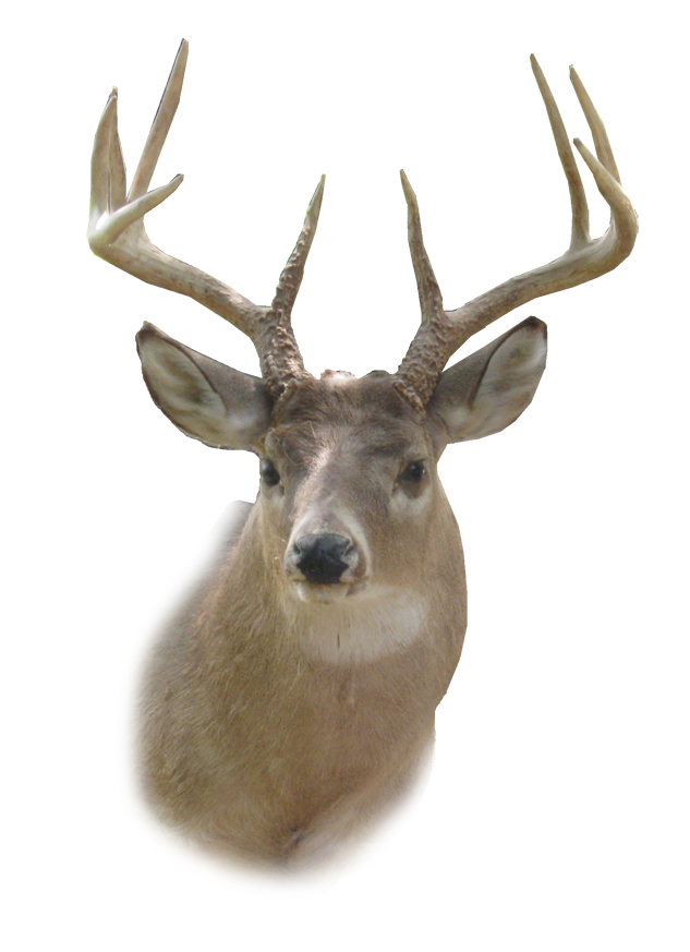 deer head stencil #22314