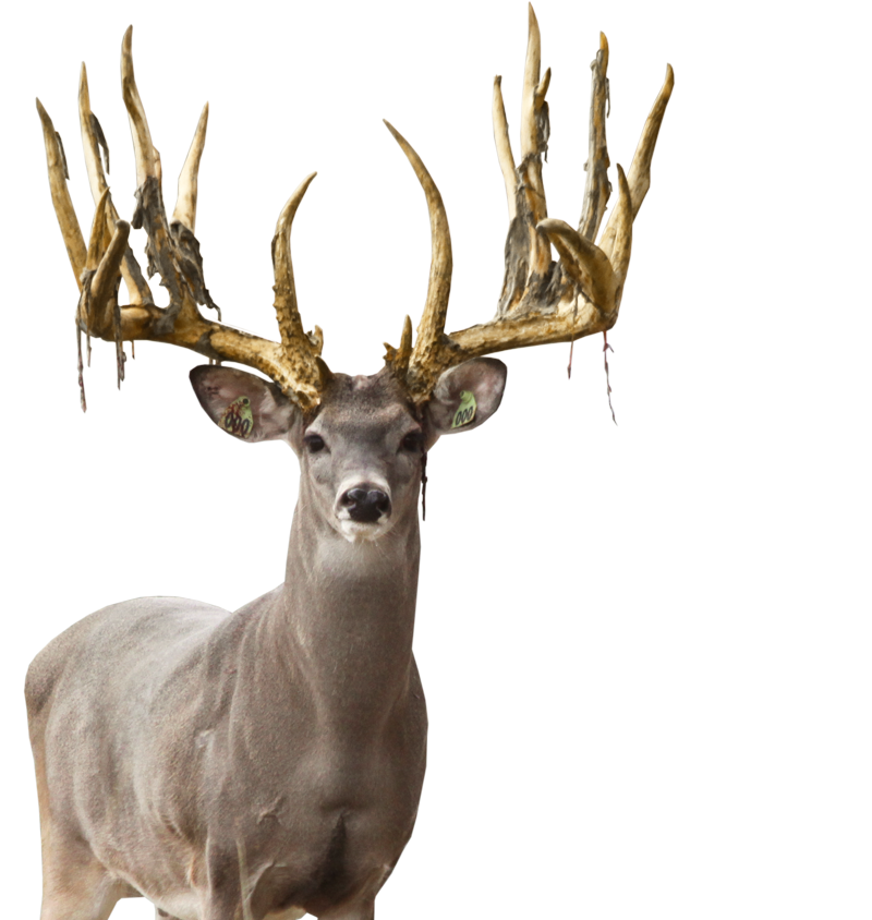 deer, home double dime whitetails #22325