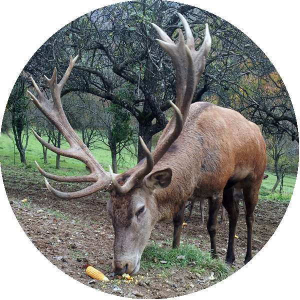 deer, hunting macedonia hunting area nidze breeding center #22289