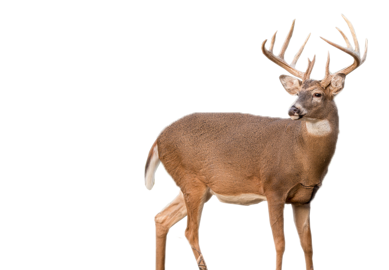 deer hunting opportunities briarwood sporting club #22321