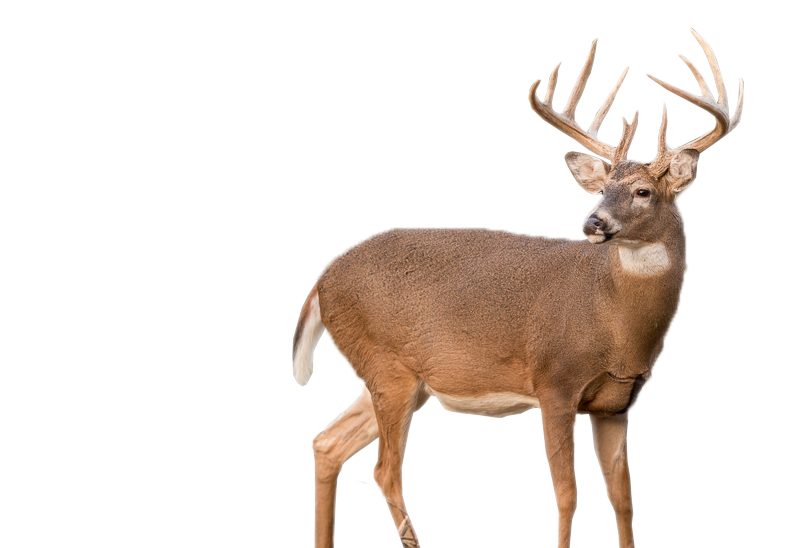 Deer PNG Clipart Images, Free Deers Pictures