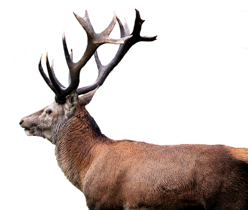 deer png images with transparent background #22311