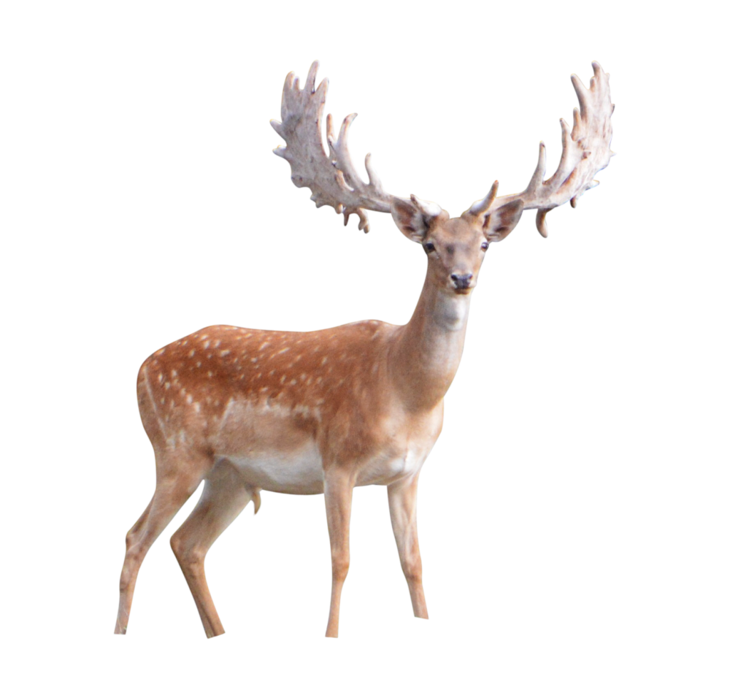 deer png images with transparent background #22313