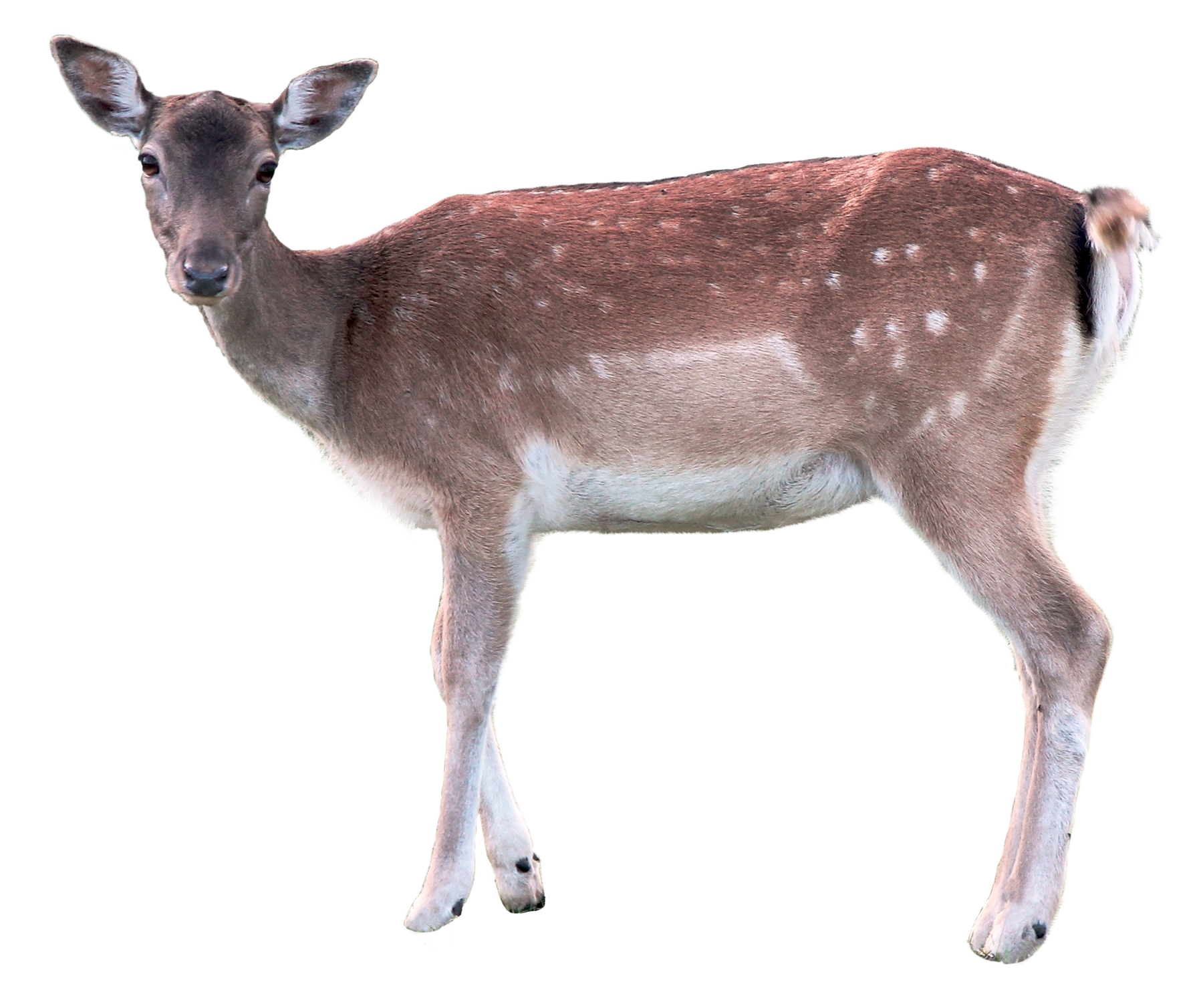 deer png transparent image pngpix #22304