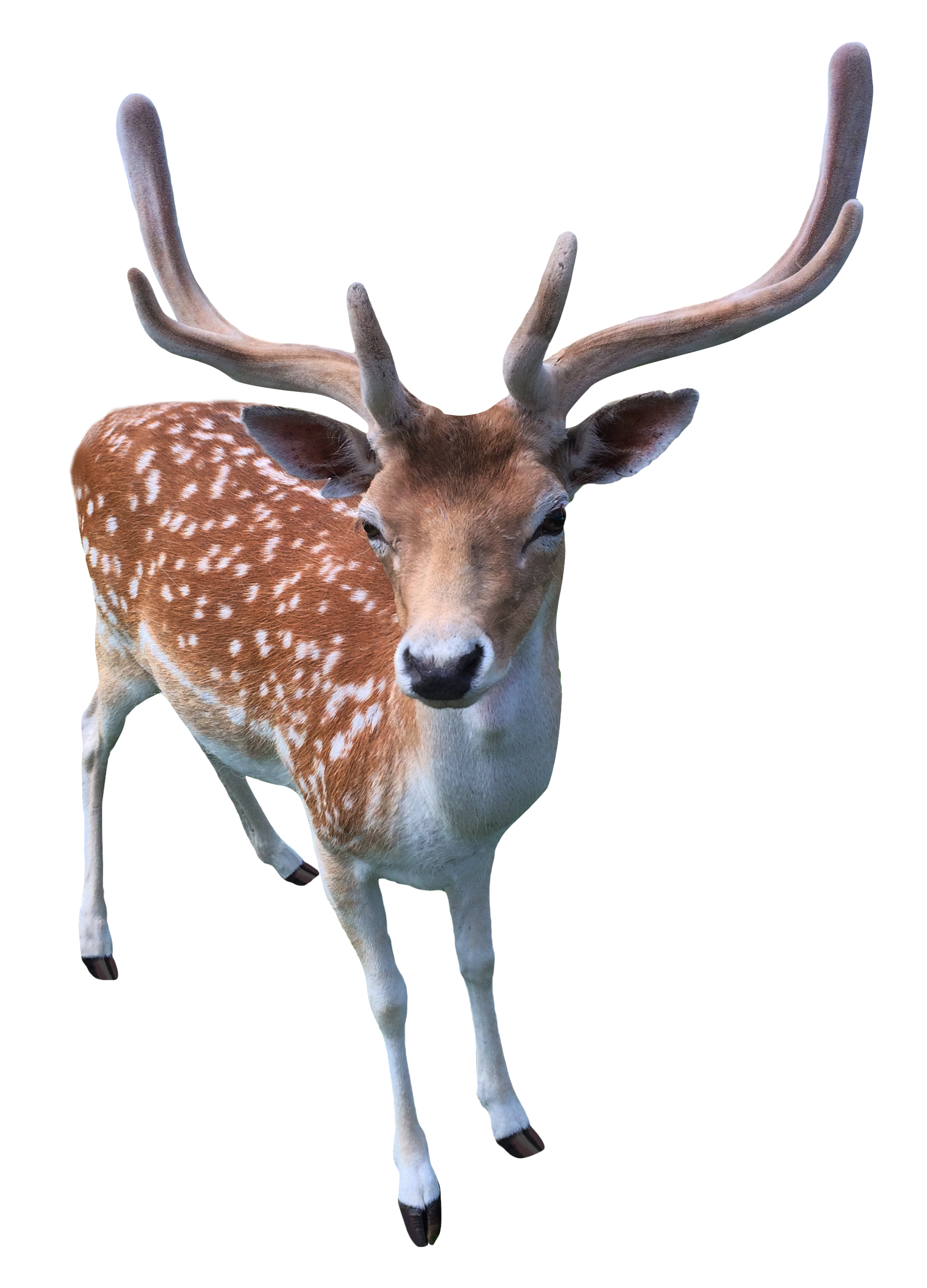 deer png transparent image pngpix #22291