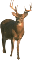 deer, tux paint stamp browser animals #22300