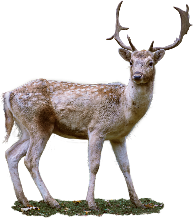 roe deer antler fallow photo pixabay #22293