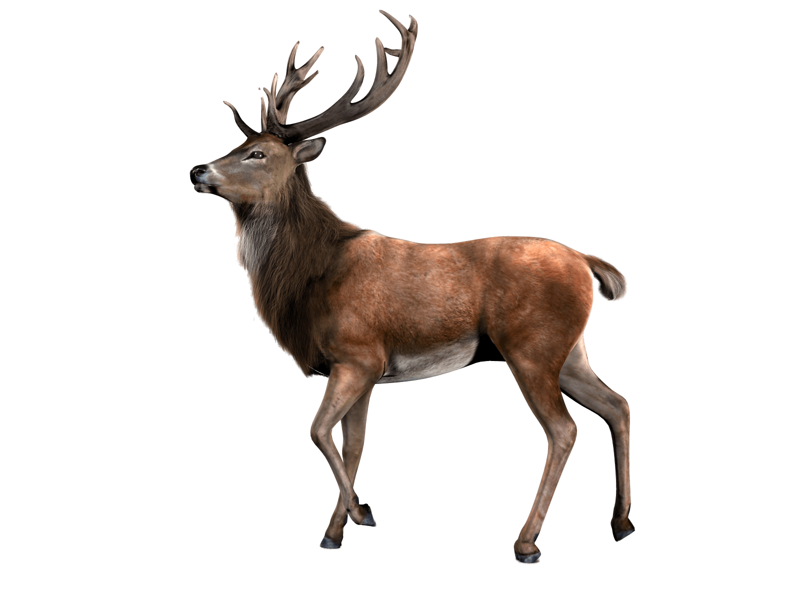 single deer transparent png stickpng #22295