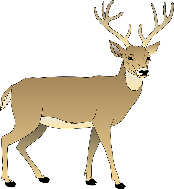 vector graphic deer male animal mammal antlers #22305