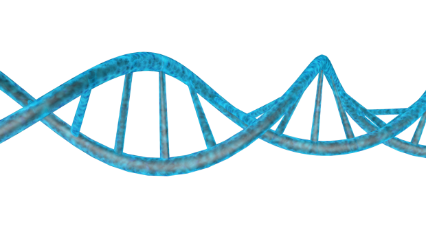 dna model #18940