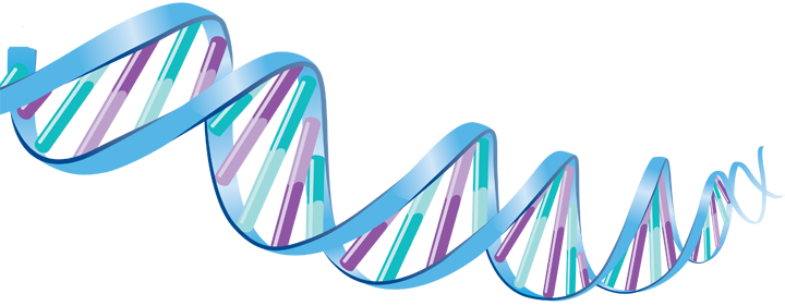 DNA Transparent PNG, Biological Dna, Dna Genetic Clipart Images