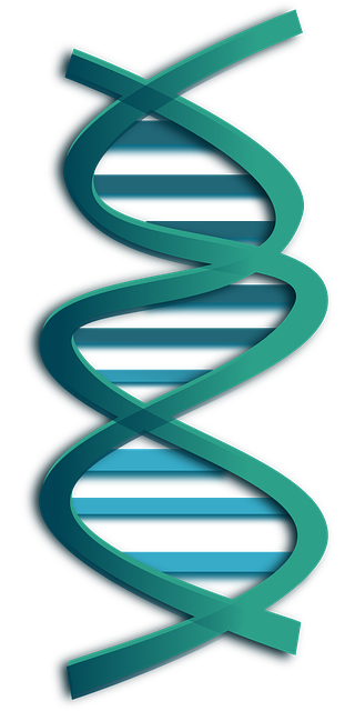 dna rna genes vector graphic pixabay 18987