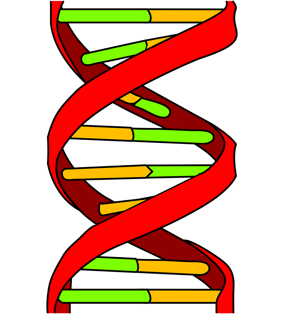 file dna icon svg wikipedia #18936