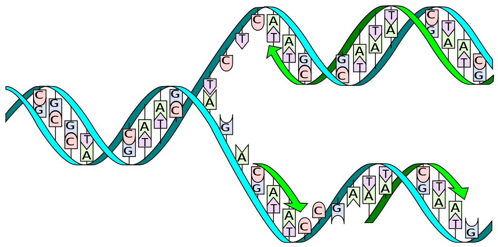 human dna replication split horizontal transparent backgorund #19013