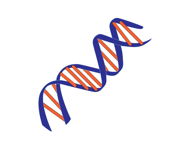 file dna small svg wikimedia commons #18944