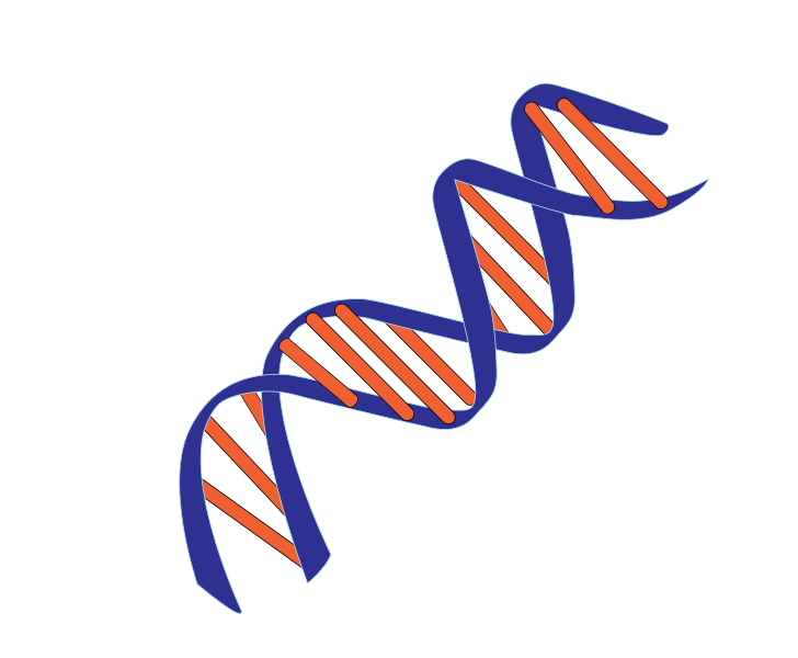 small human dna PNG transparent #18944