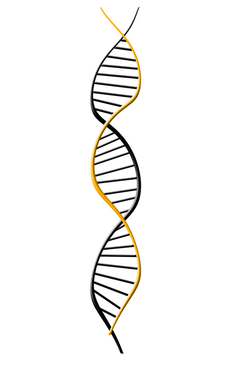 DNA Transparent PNG, Biological Dna, Dna Genetic Clipart Images