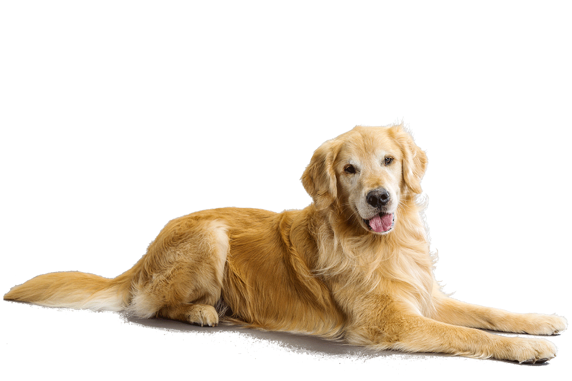 beautiful golden retriever dog sitting #11365