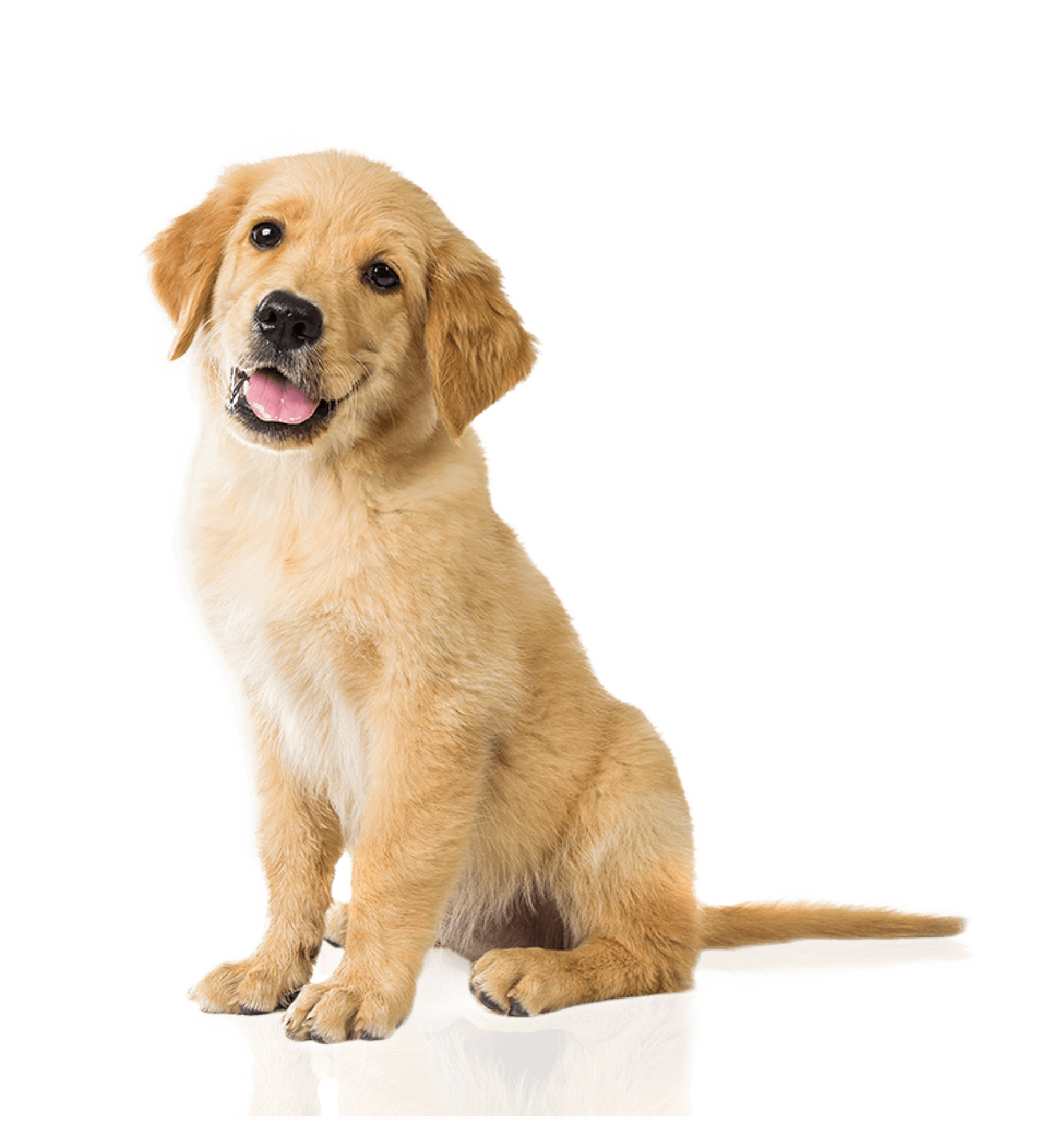 Dog Png Images