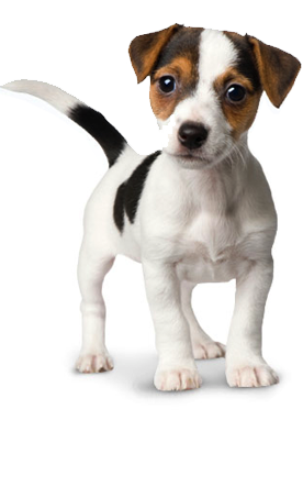 dog kennel dog hotel dog daycare dog grooming dog #11373