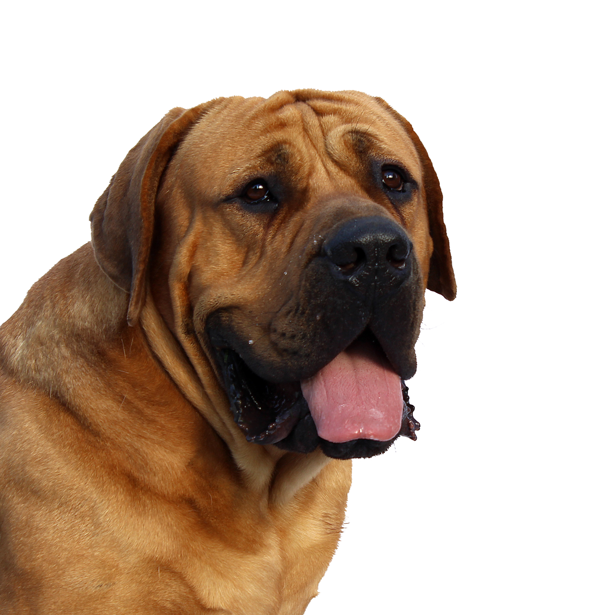 dog png #11404