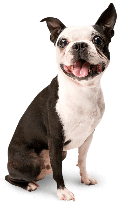 Dog PNG Image, Beautiful Dogs Transparent Pictures