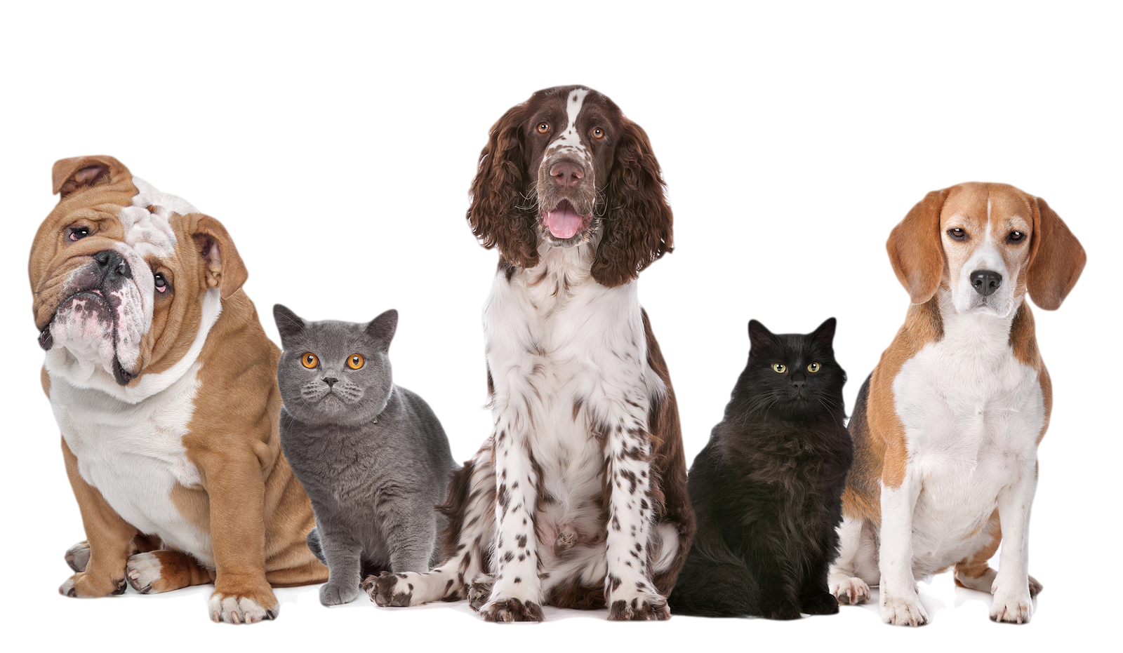 dog png cats and dogs png transparent cats and dogs #11426