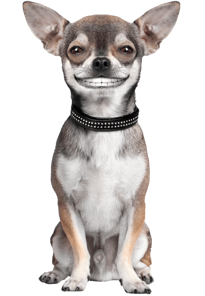 happy dog png