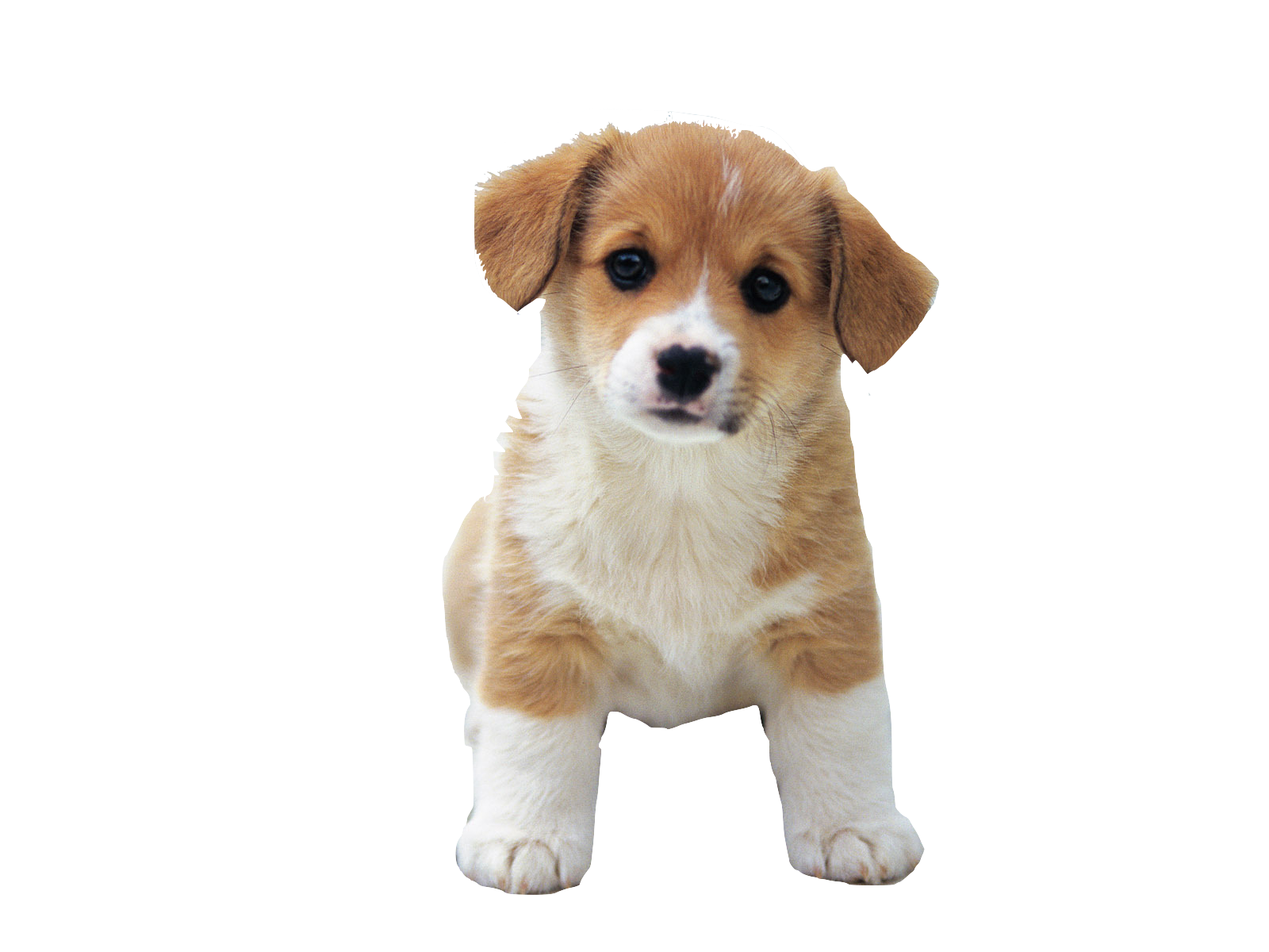 dog png cute puppies images clkerm vector clip #11311