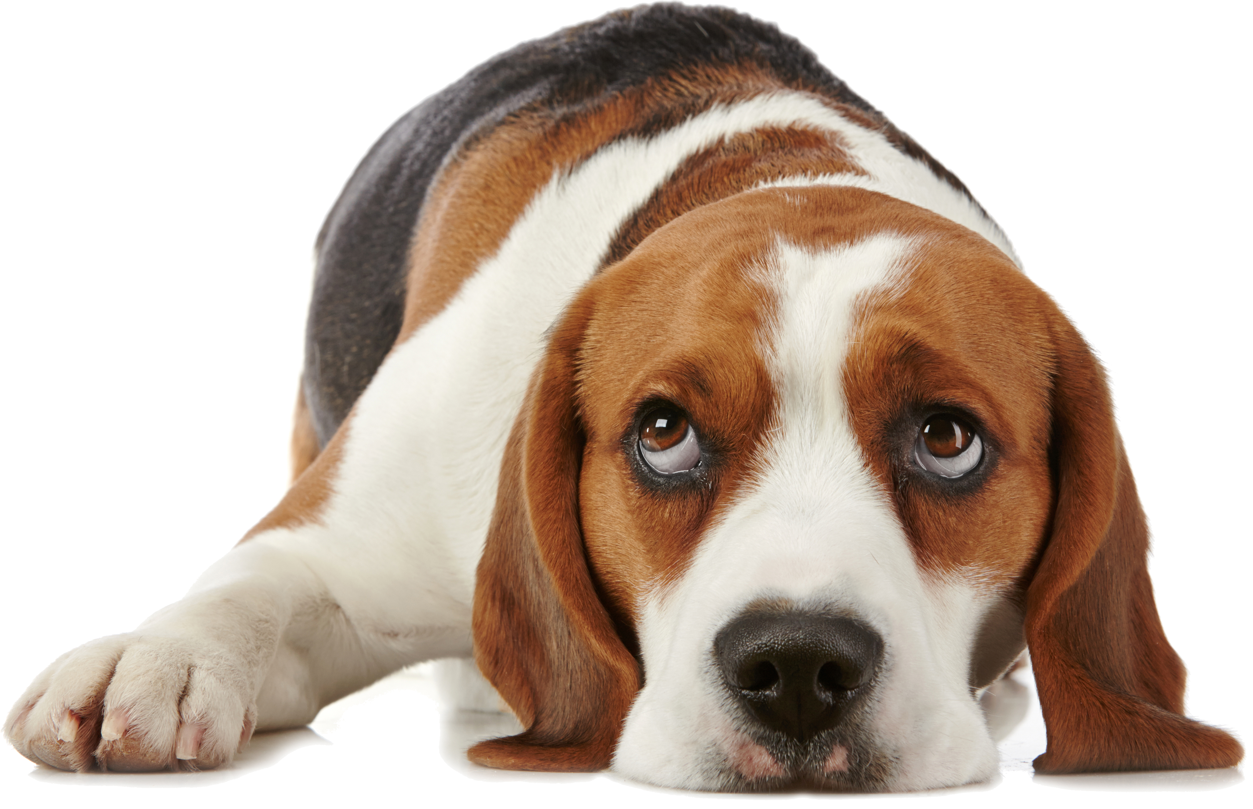 dog png for dogs allerpet south africa #11400