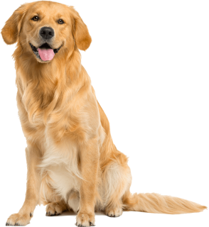 dog png golden retriever comfort canine #11367