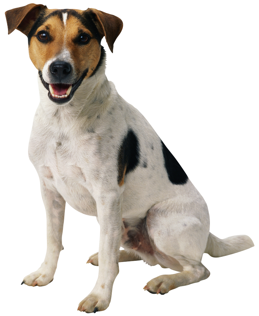 Dog PNG Image, Beautiful Dogs Transparent Pictures