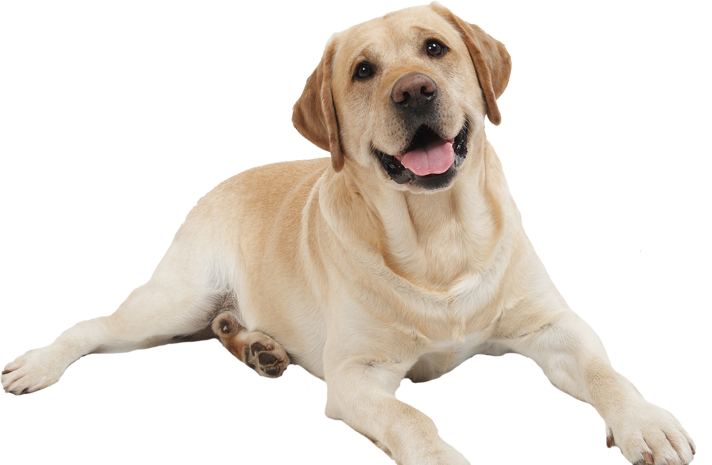 Dog PNG Image, Beautiful Dogs Transparent Pictures - Free 