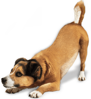 dog png image #11335