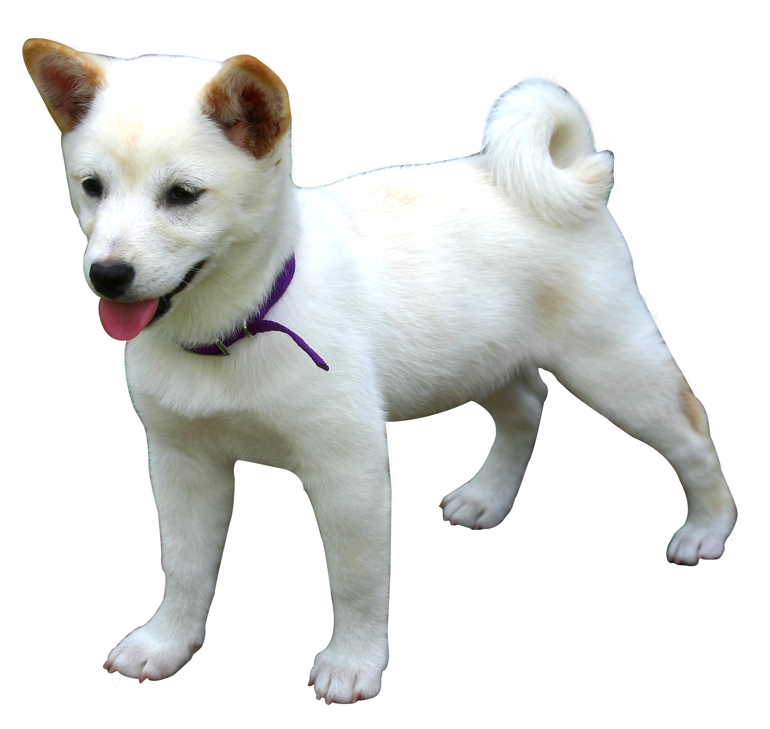 dog png image pngpix #11339