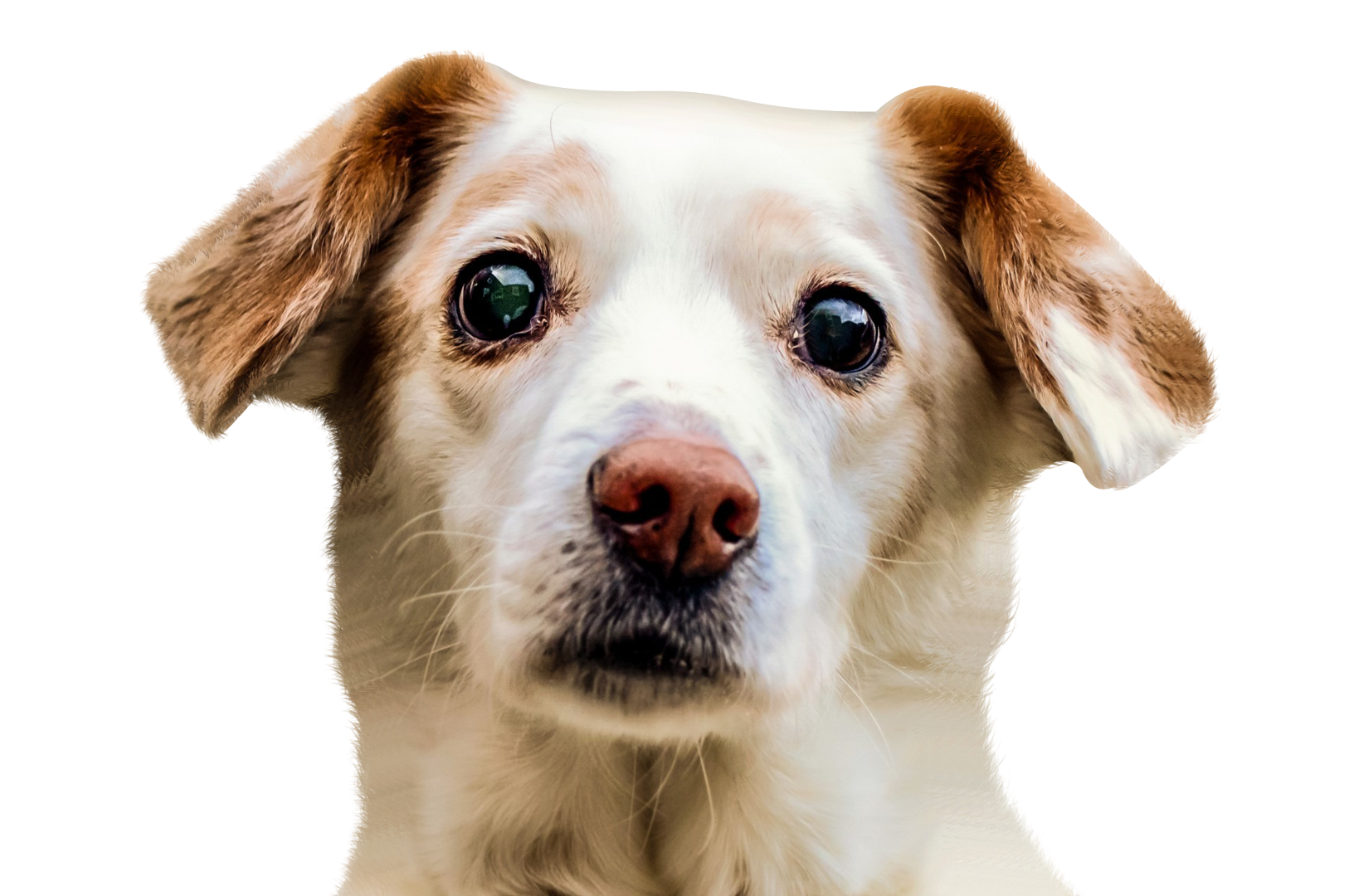 dog png images #11333