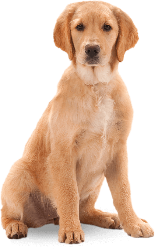 dog png puppy harringtons for healthy pets #11403