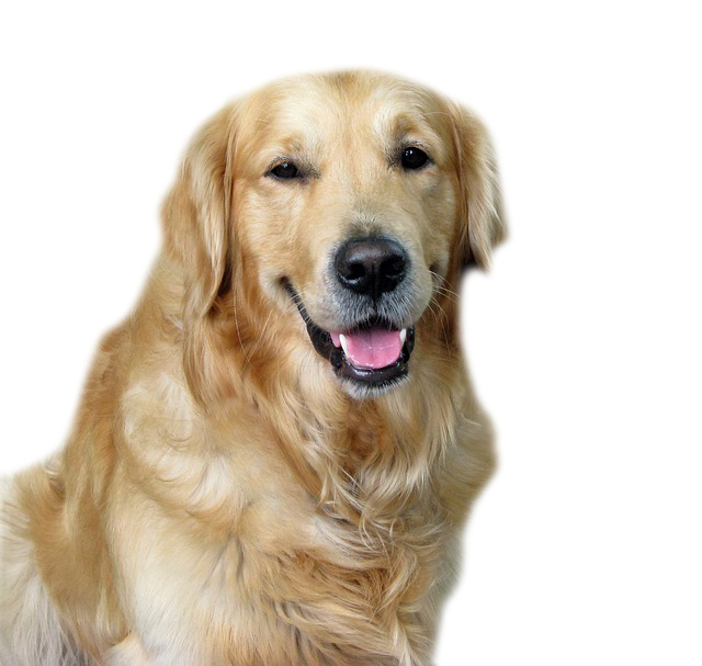 dog png some people say golden delights #11359