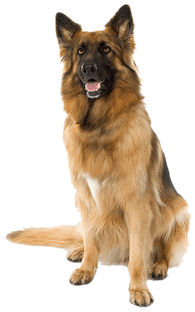 download dog png image picture download dogs png image #11422