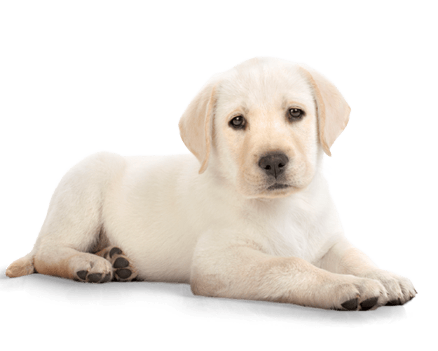 download dog png image png image pngimg #11340