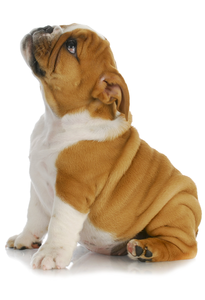 png puppy dog transparent puppy dog images pluspng #11414