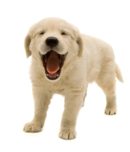 smiling dog images clkerm vector clip art #11408