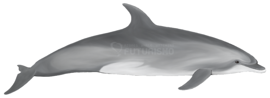 bottlenose dolphin futurismo #22008