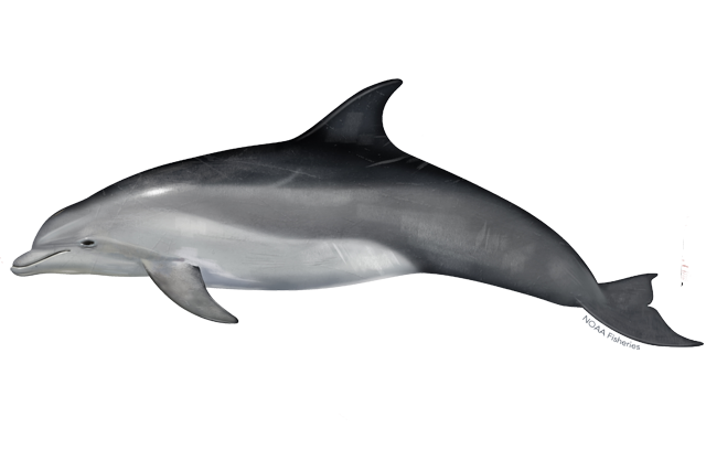 common bottlenose dolphin noaa fisheries #22007
