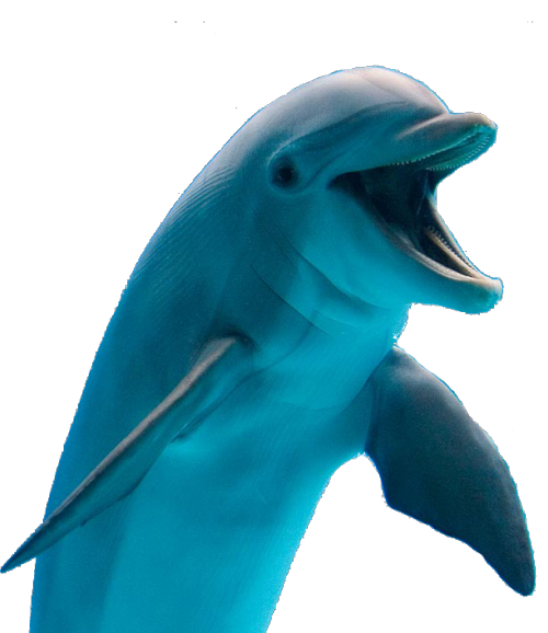 dolphin fish png images with transparent backgrounds #22015